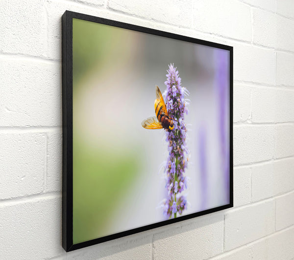 Purple Flower Buzz