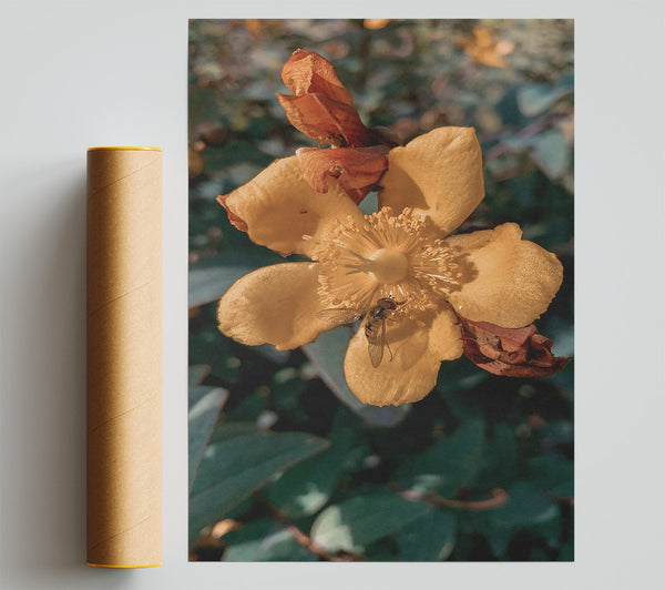 Golden Bloom And Buzzing Bee Giclee Print