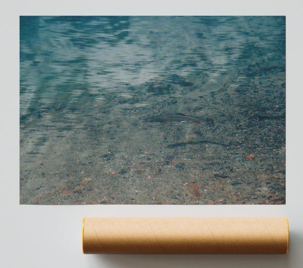 Teal Water Trout Giclee Print