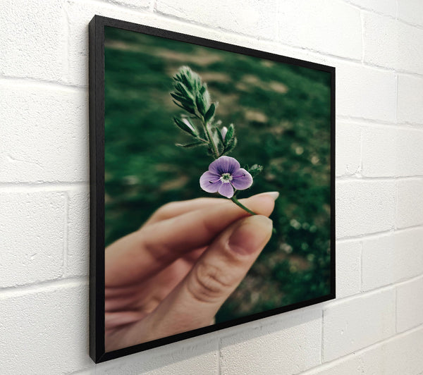 Purple Wildflower Bloom
