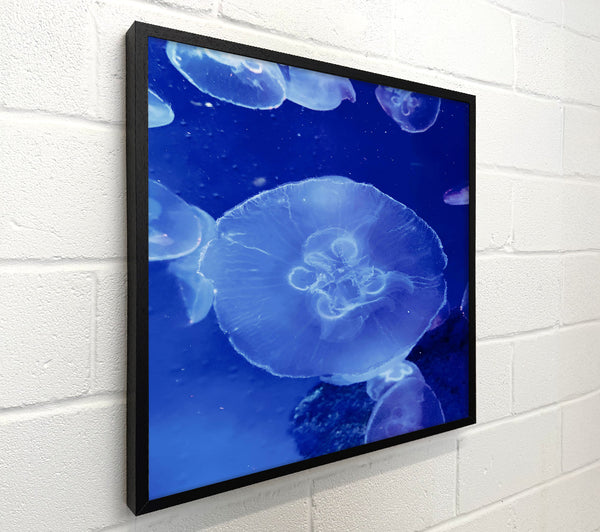 Blue Jellyfish Bloom.