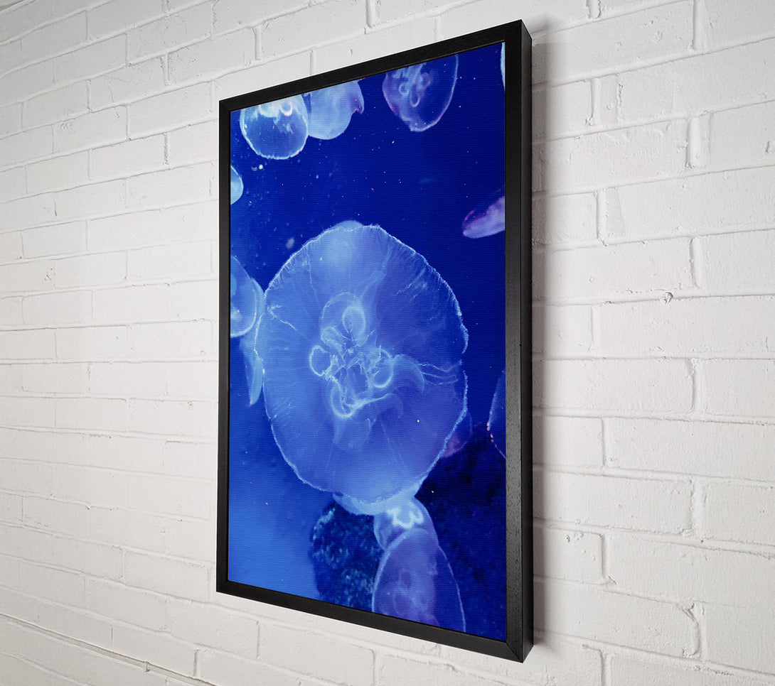  A Canvas Print of Blue Jellyfish Bloom. Canvas Art