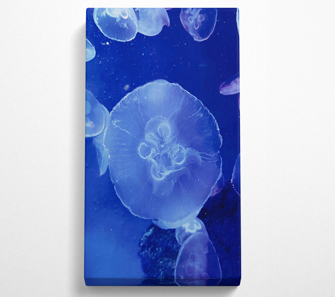  A Canvas Print of Blue Jellyfish Bloom. Canvas Art