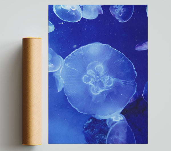 Blue Jellyfish Bloom. Print