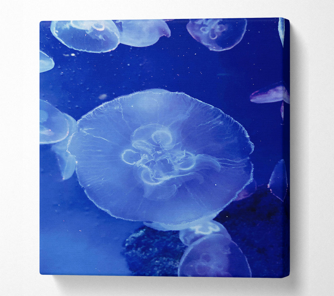 A Canvas Print of Blue Jellyfish Bloom. Canvas Art