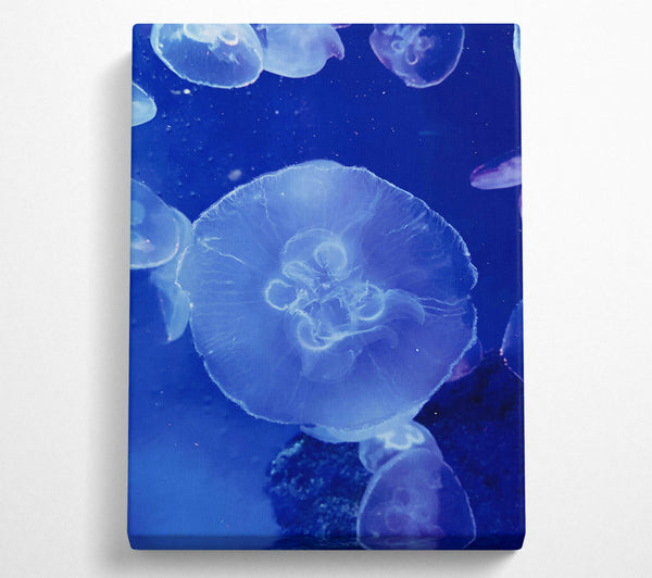  A Canvas Print of Blue Jellyfish Bloom. Canvas Art