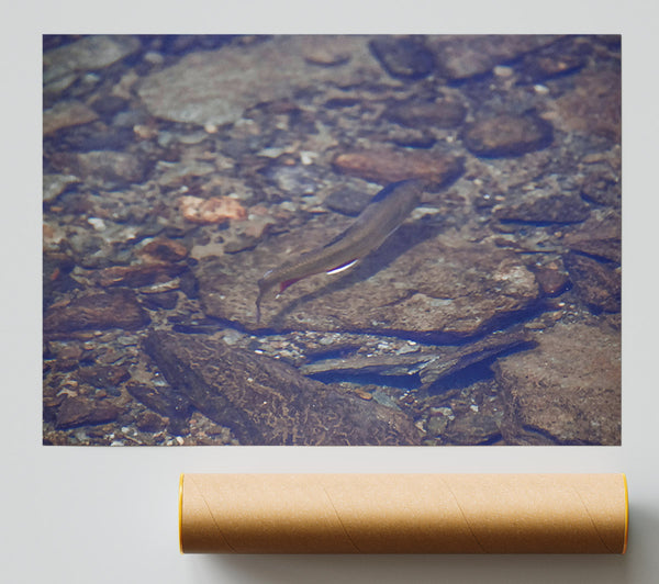 Blue River Trout Print
