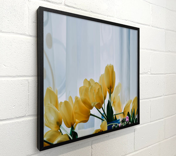 Golden Tulips Bloom