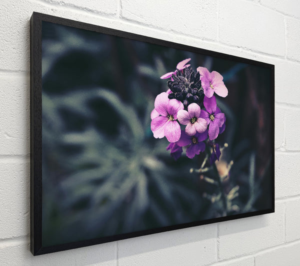 Purple Blooms In Shadow