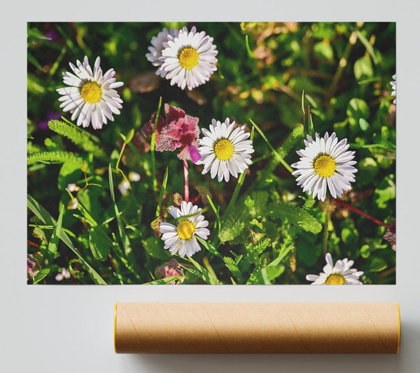 White Daisies In Green Giclee Print