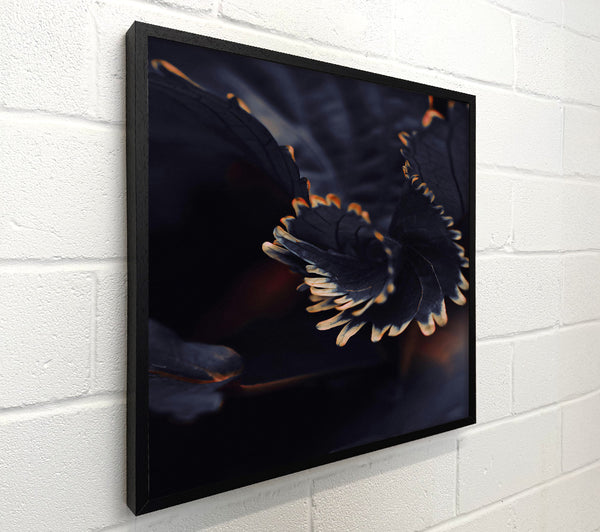 Black And Orange Bloom