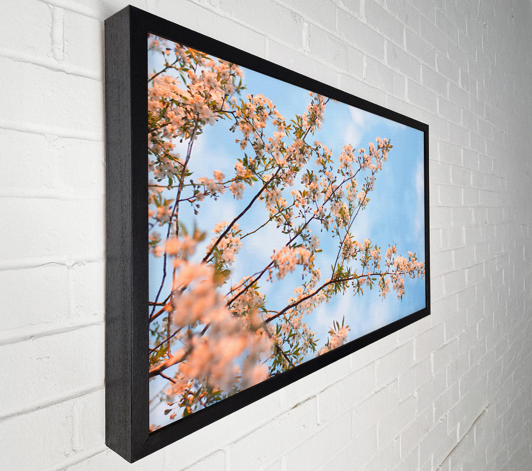  A Canvas Print of Soft Pink Blossoms Canvas Print