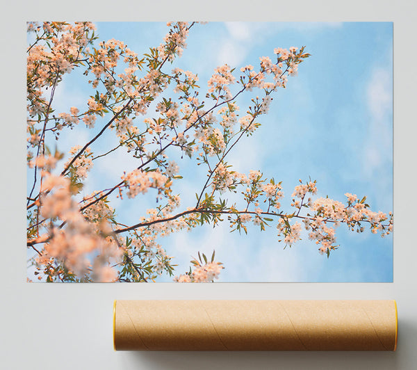 Soft Pink Blossoms Giclee Print