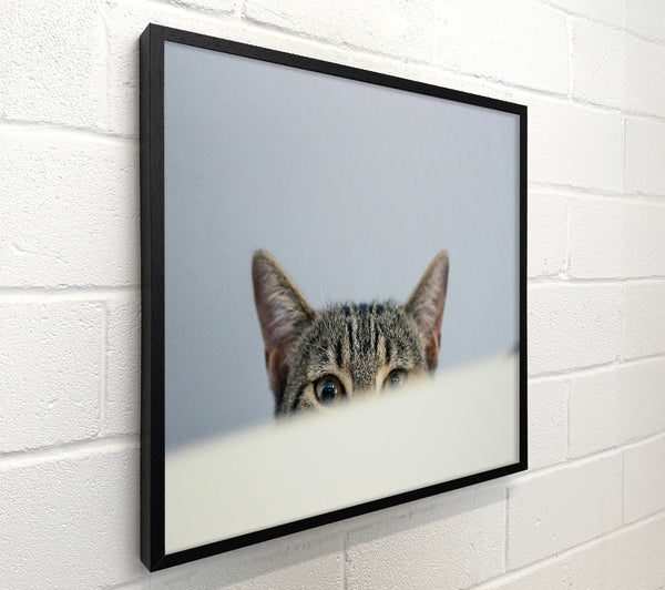Grey Cat Peeking