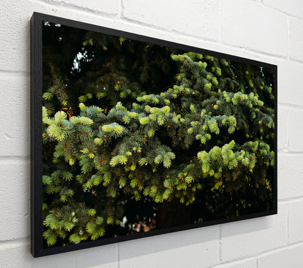 Emerald Pine Branches