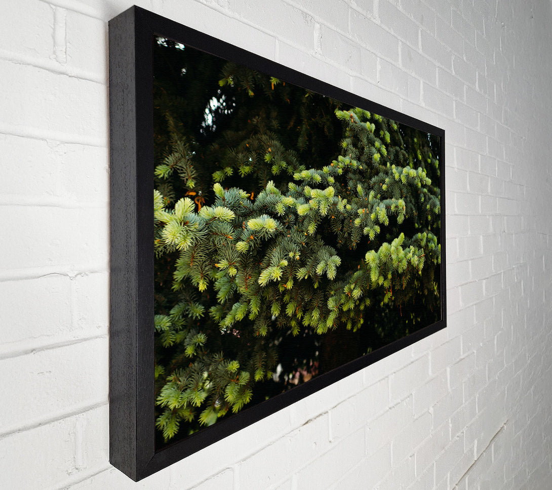  A Canvas Print of Emerald Pine Branches Canvas Print