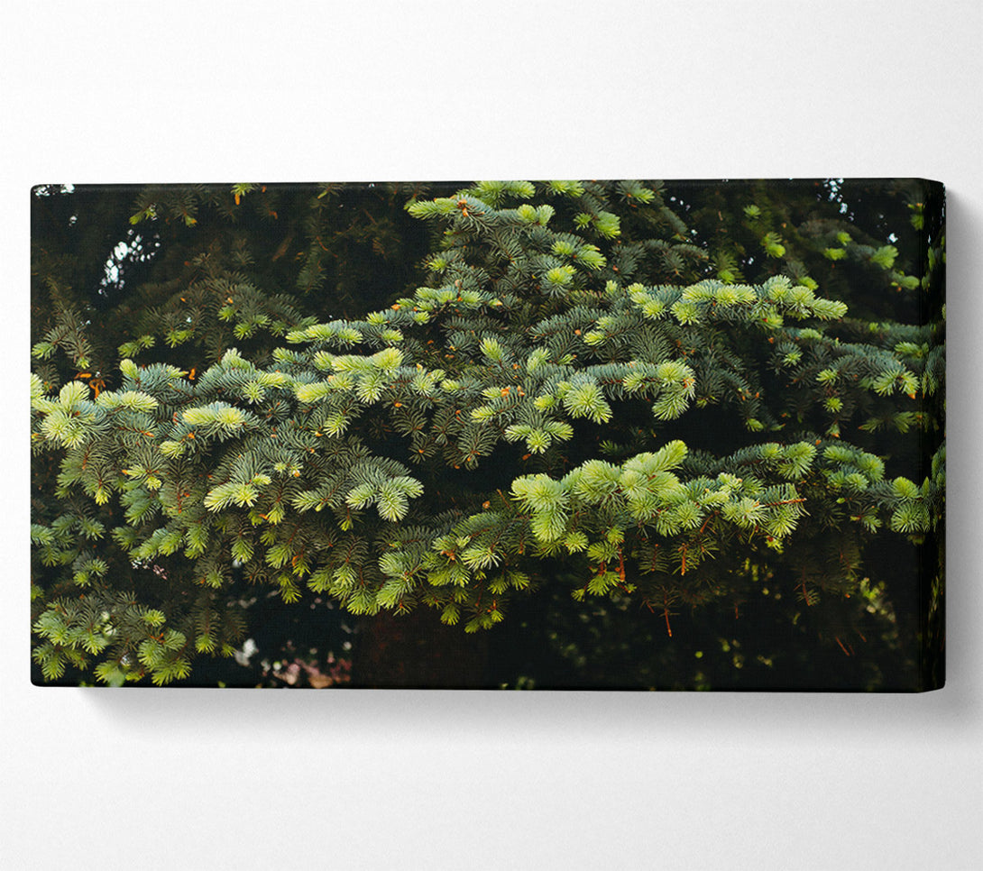  A Canvas Print of Emerald Pine Branches Canvas Print