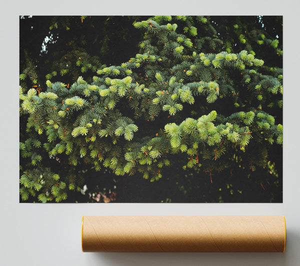 Emerald Pine Branches Poster