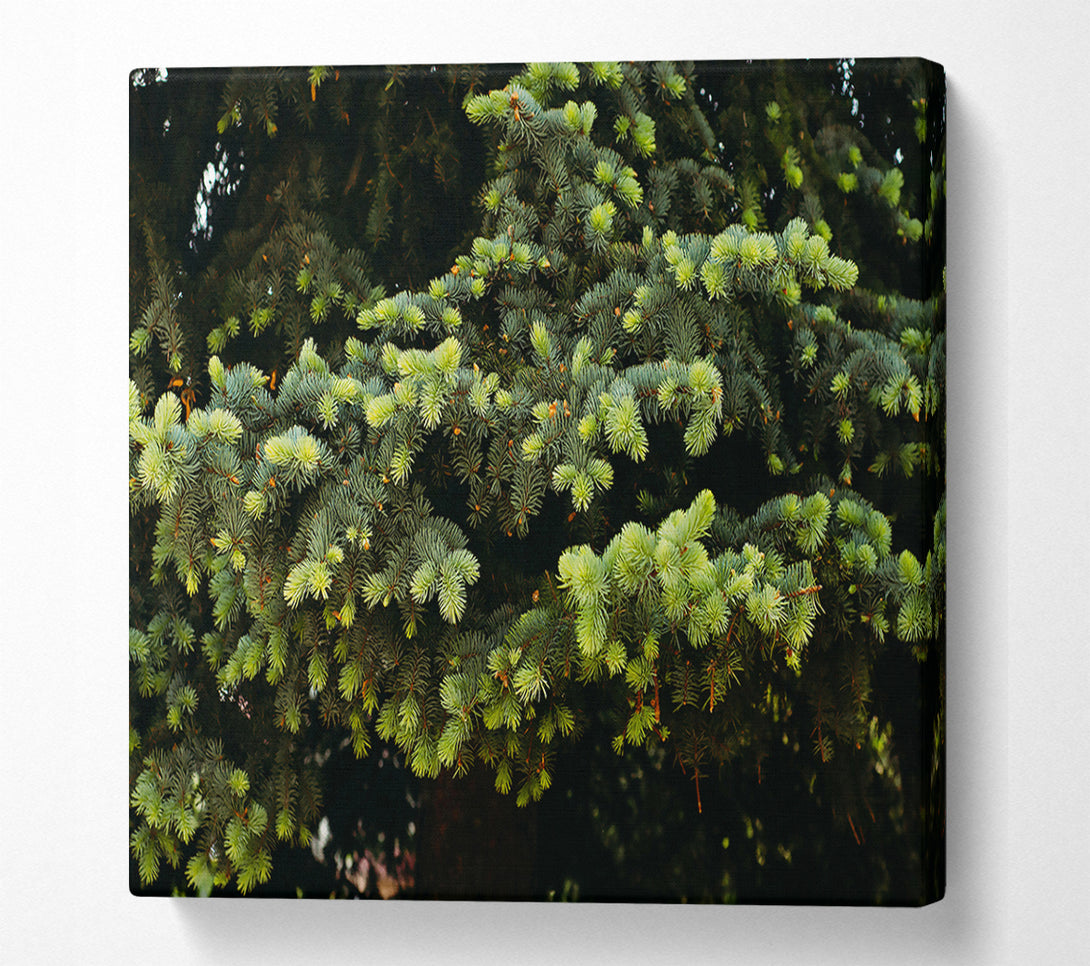 A Canvas Print of Emerald Pine Branches Canvas Print