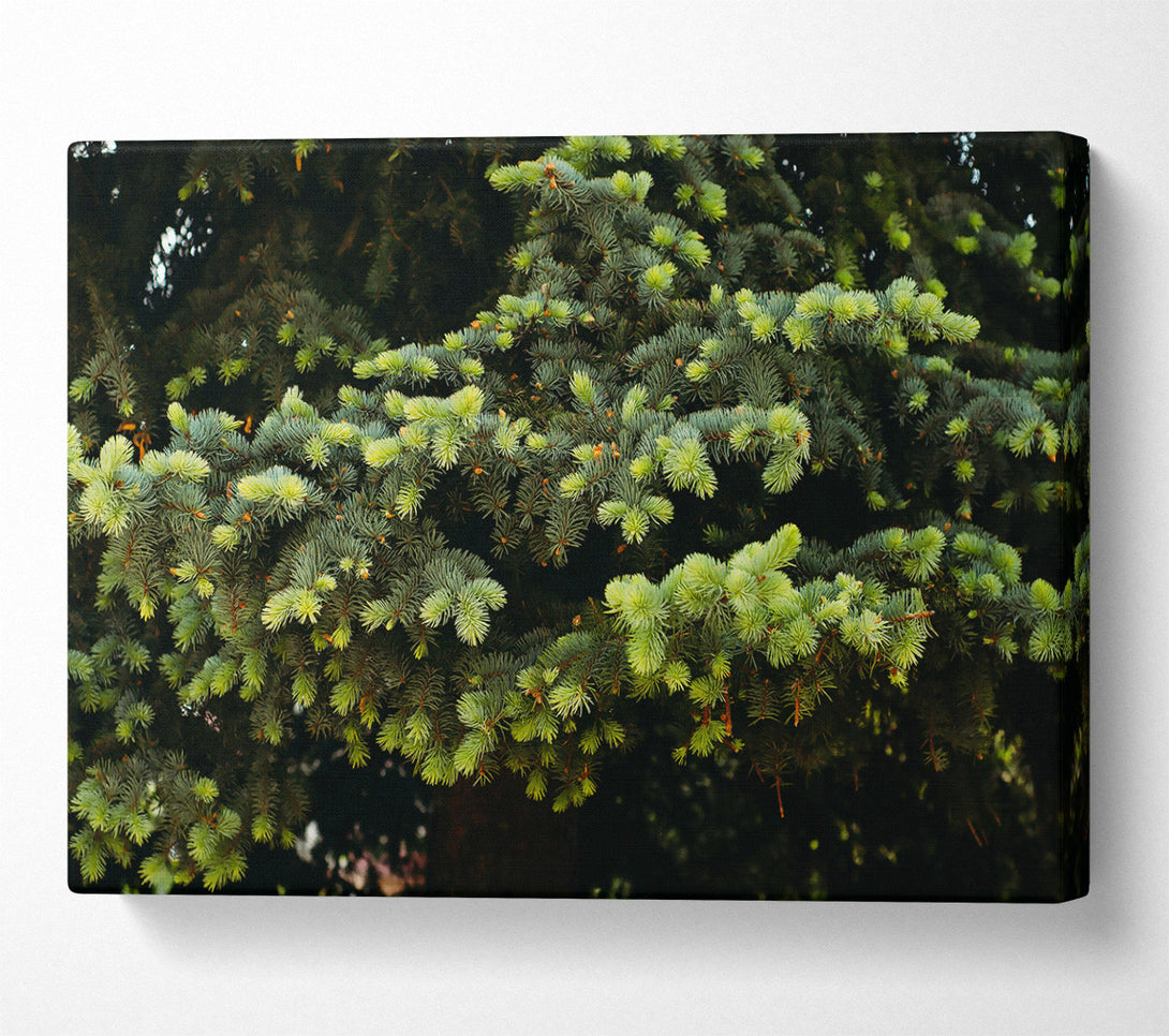  A Canvas Print of Emerald Pine Branches Canvas Print