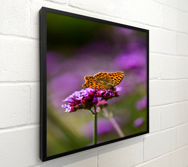 Purple Bloom Butterfly