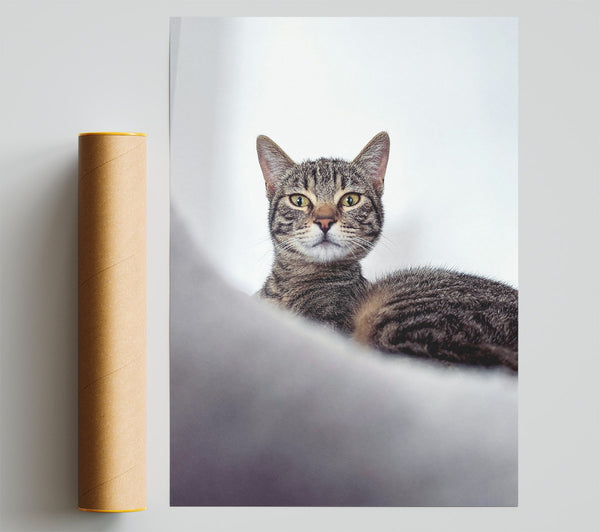 Silver Tabby Stare Poster