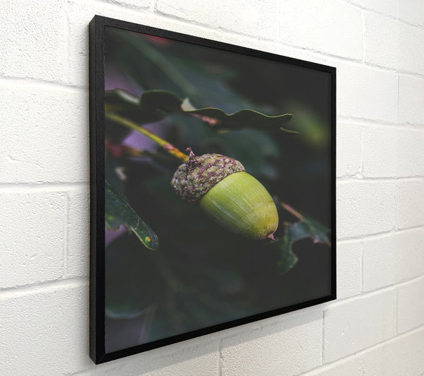 Green Acorn Dream