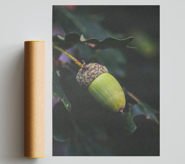 Green Acorn Dream Print