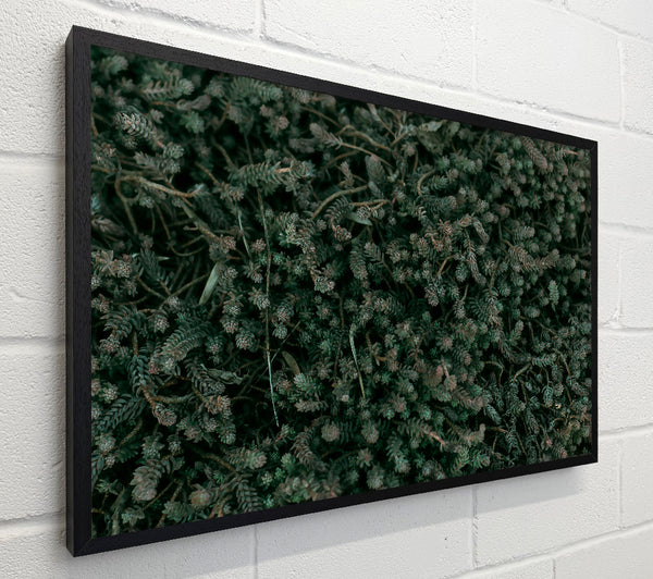 Emerald Forest Floor