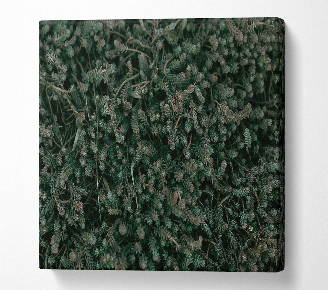  A Canvas Print of Emerald Forest Floor Canvas Art