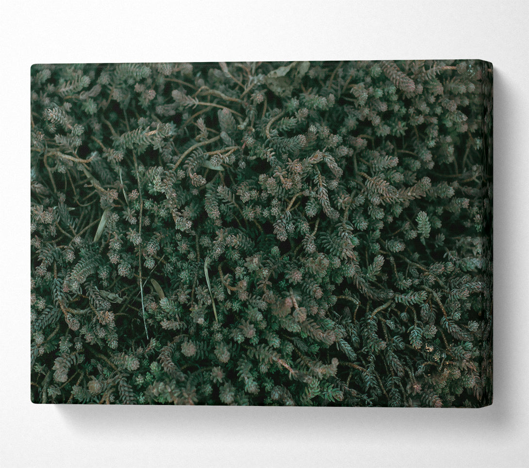 A Canvas Print of Emerald Forest Floor Canvas Art
