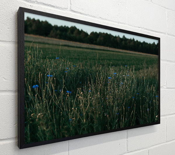 Blue Blooms In Green Fields.