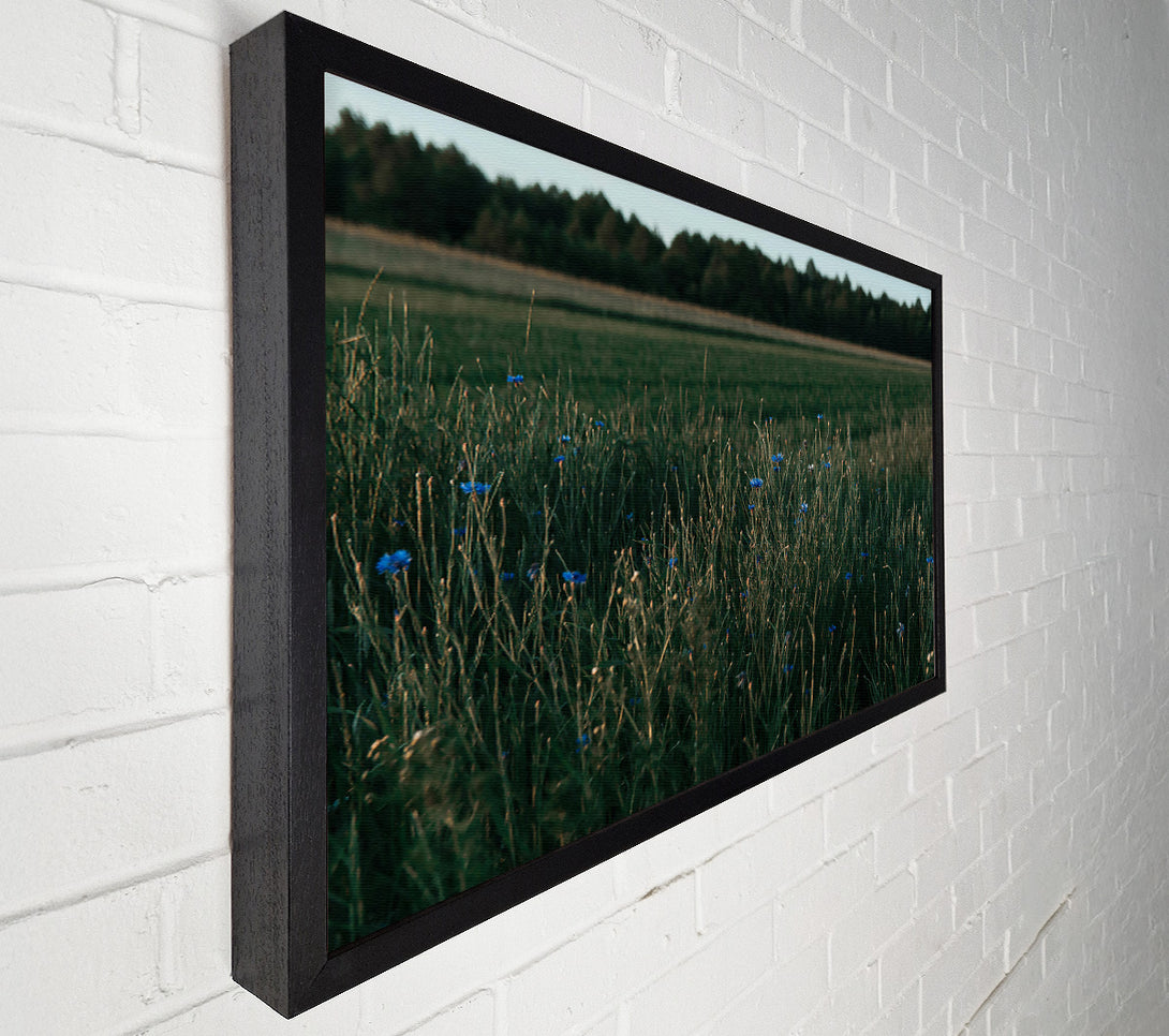  A Canvas Print of Blue Blooms In Green Fields. Canvas Art