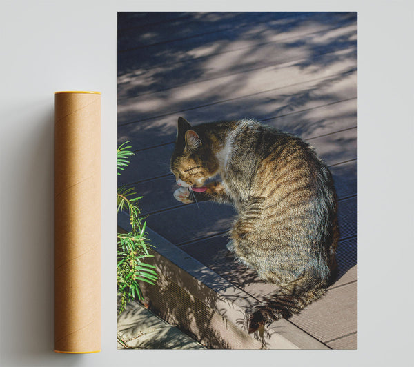 Brown Cat'S Afternoon Wash Giclee Print