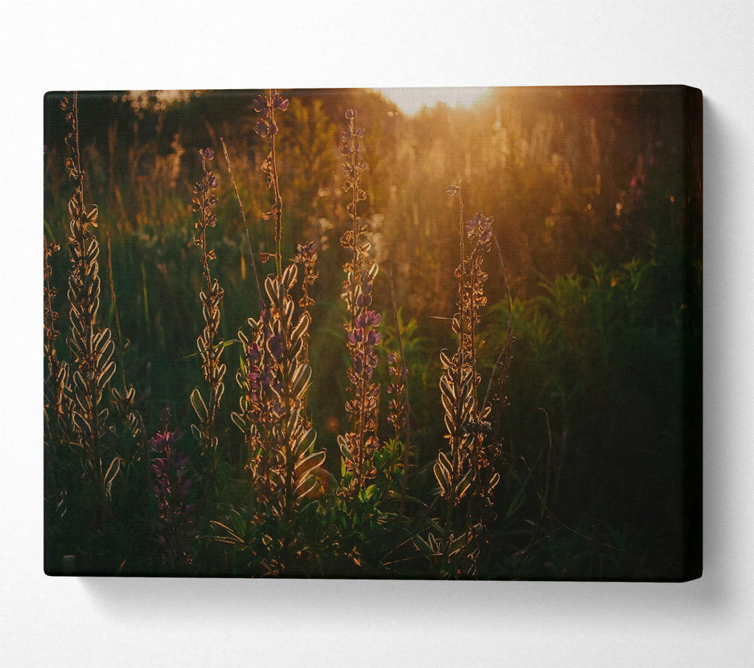  A Canvas Print of Golden Hour Blooms Canvas Art