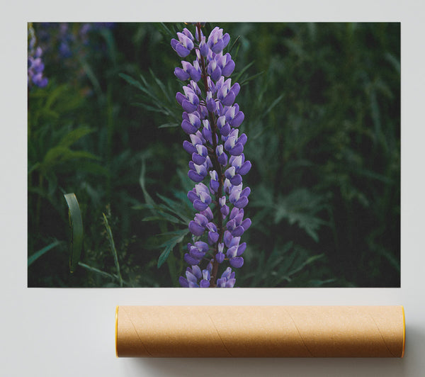 Purple Bloom In Green Giclee Print