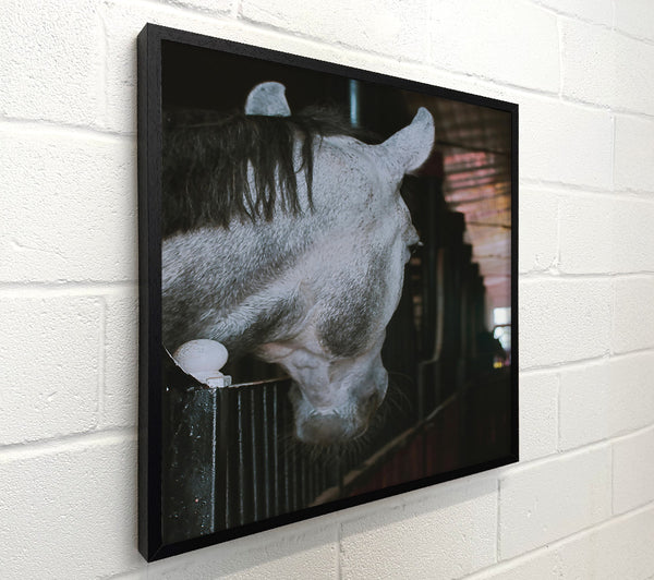 Grey Horse Stall Gaze