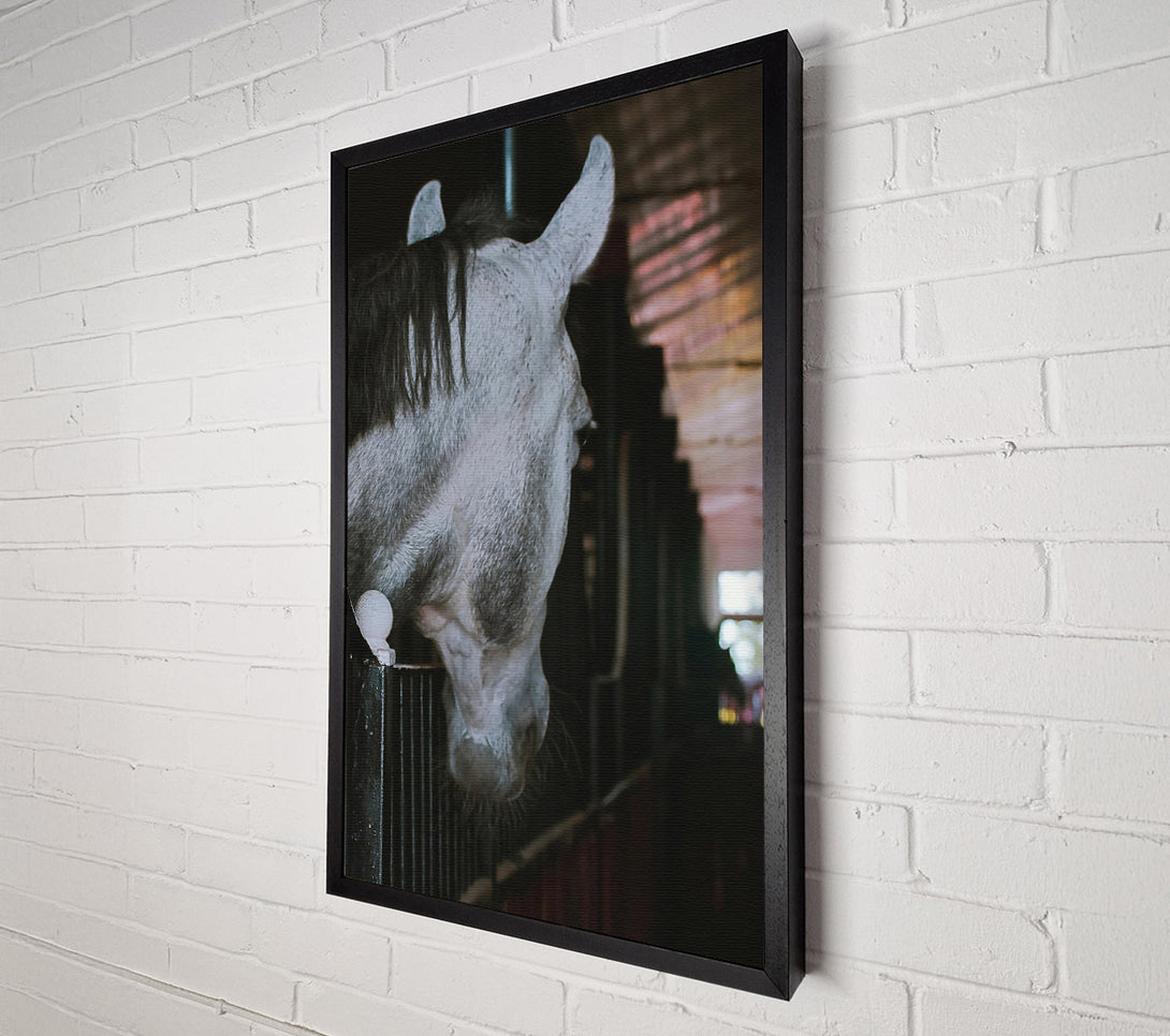 A Canvas Print of Grey Horse Stall Gaze Canvas Print