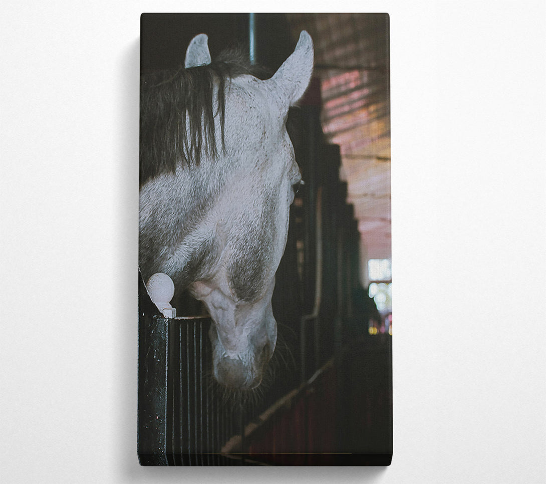  A Canvas Print of Grey Horse Stall Gaze Canvas Print