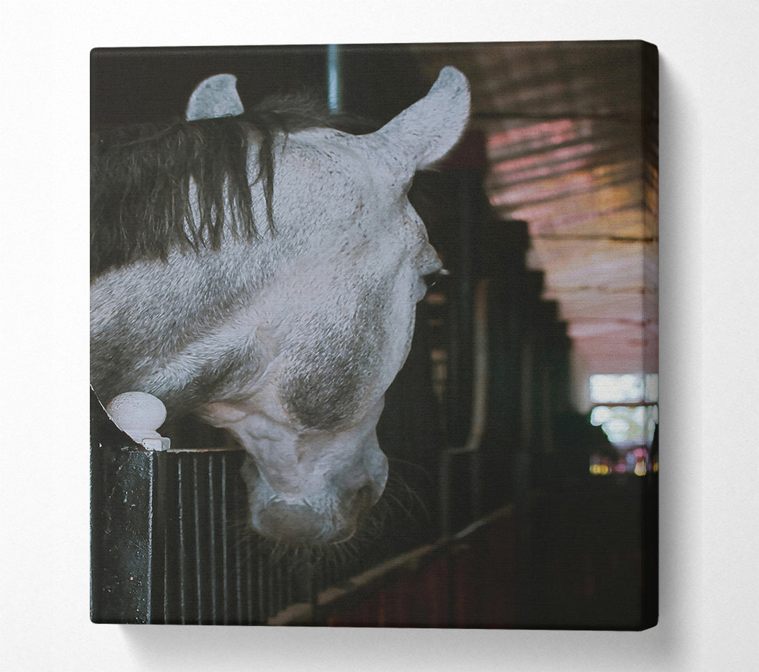  A Canvas Print of Grey Horse Stall Gaze Canvas Print