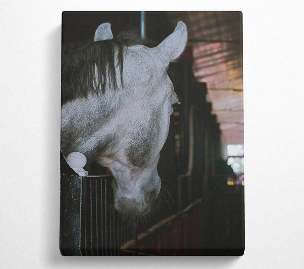  A Canvas Print of Grey Horse Stall Gaze Canvas Print