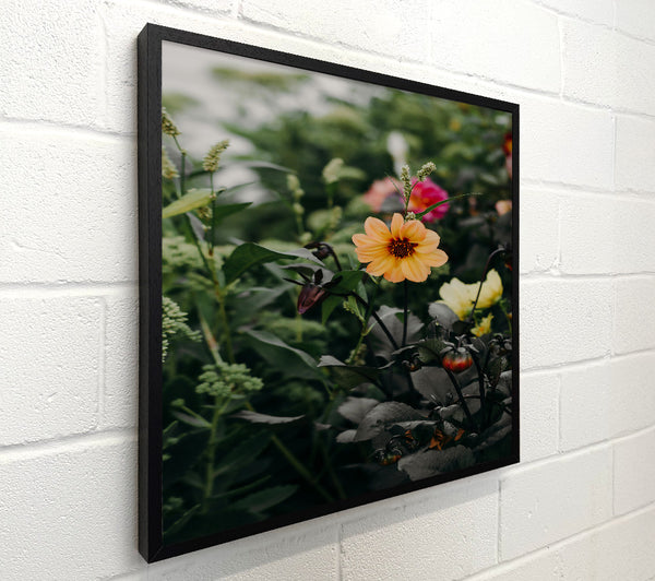 Peach Bloom In Dark