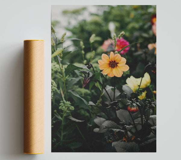 Peach Bloom In Dark Print