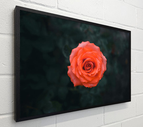 Coral Rose Bloom