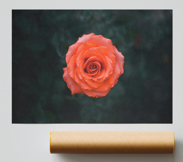 Coral Rose Bloom Poster