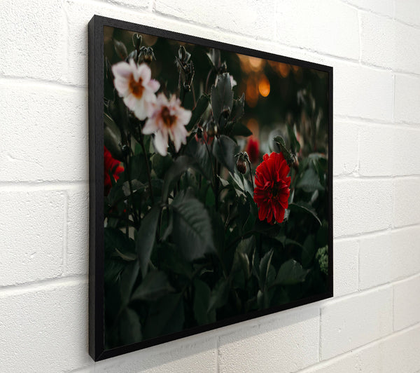 Red Bloom In Shadows