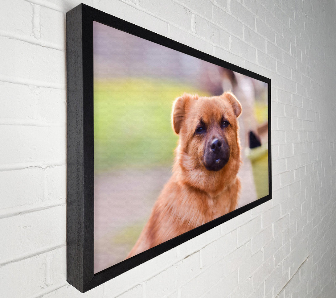  A Canvas Print of Golden Eyes Of Trust Canvas Print