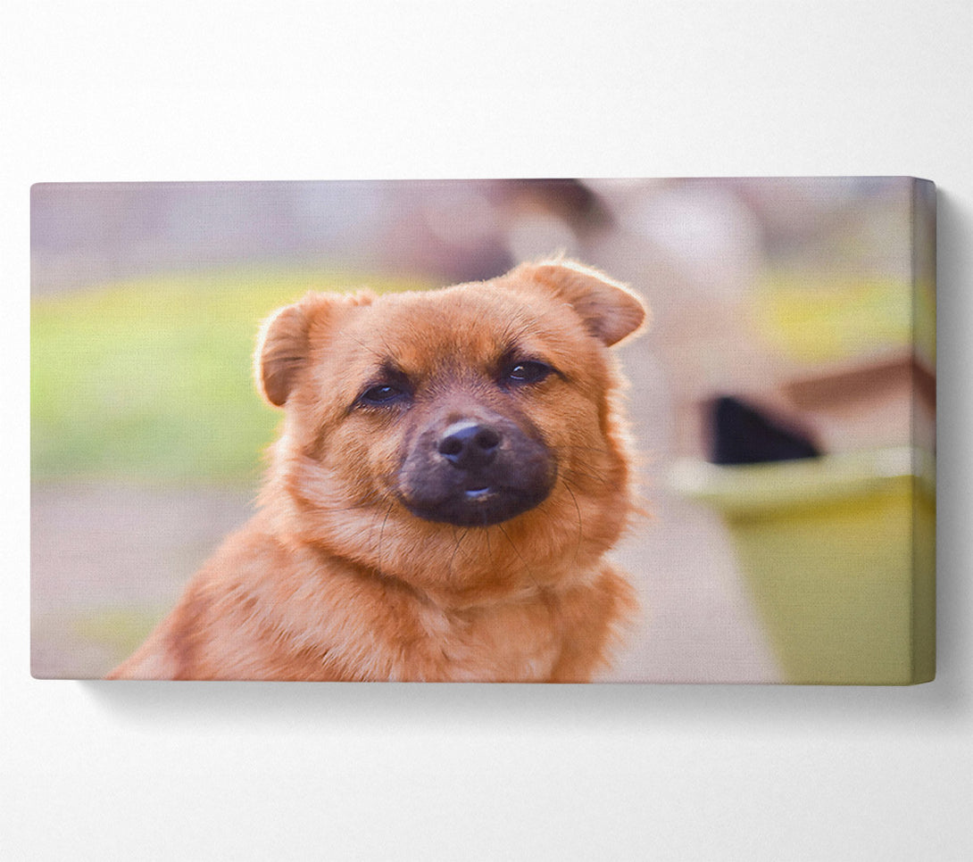  A Canvas Print of Golden Eyes Of Trust Canvas Print
