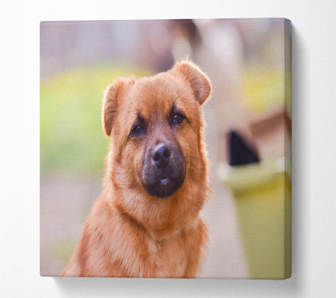  A Canvas Print of Golden Eyes Of Trust Canvas Print