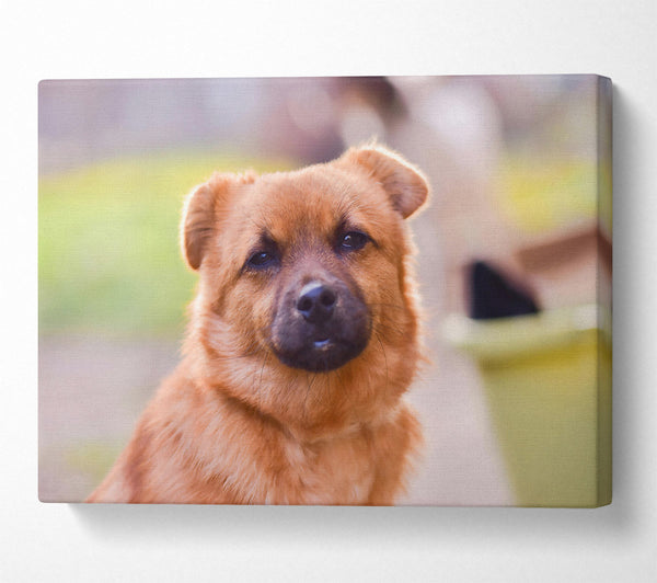  A Canvas Print of Golden Eyes Of Trust Canvas Print